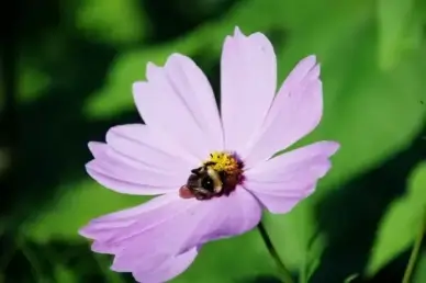 bumblebee bee flower