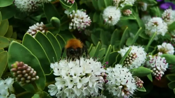 bumblebee on white flowers