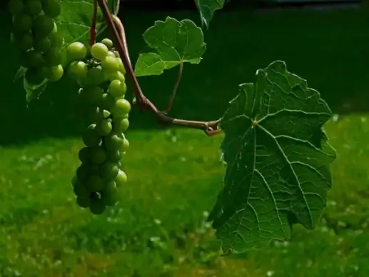 bunch of grapes