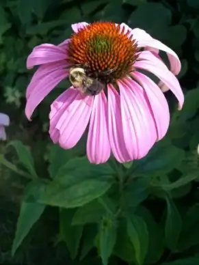 busy bee
