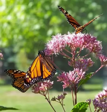 butterflies on flowers
