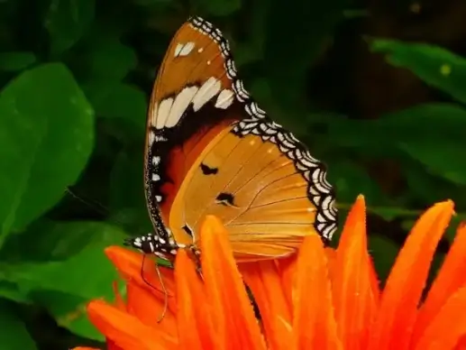 butterfly