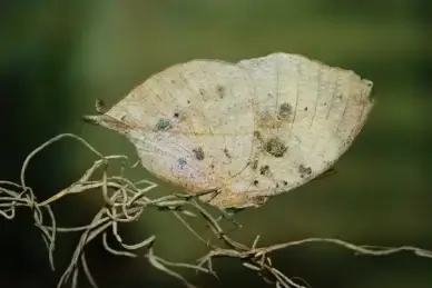 butterfly animal green leaf nature fauna insect wings