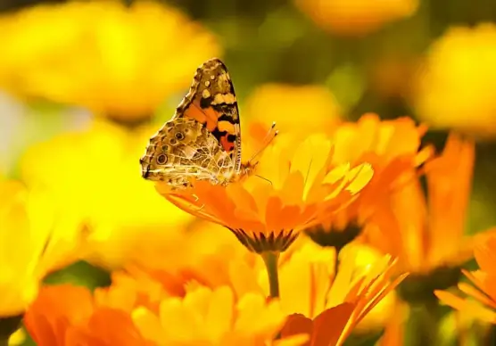 butterfly flowers garden backdrop picture elegant closeup 
