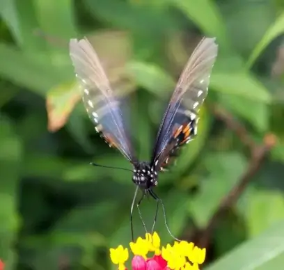 butterfly in motion