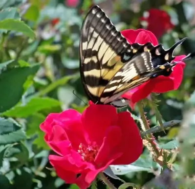 butterfly on a rose