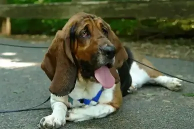butters after the walk