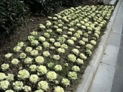 cabbage rows