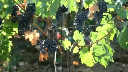 Cabernet franc