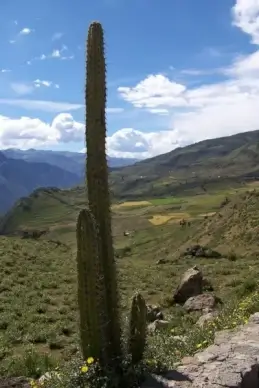 cactus