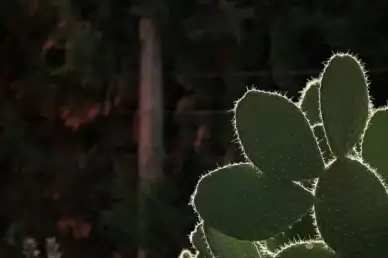 cactus thorns desert