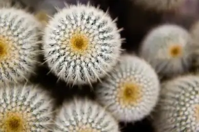 cactus thorns plant