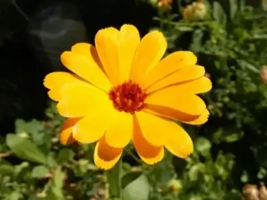 calendula cosmetic culinary