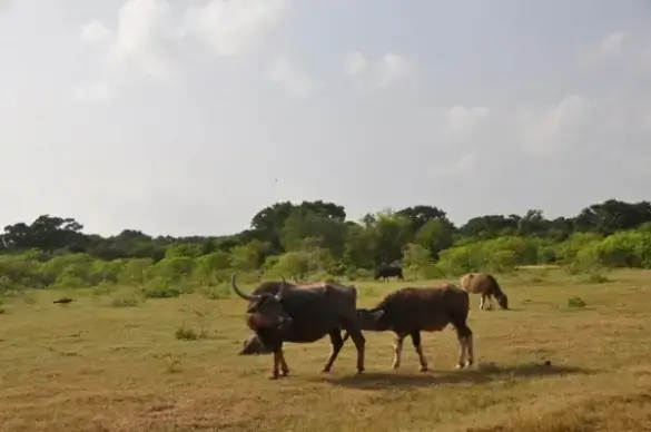 calf