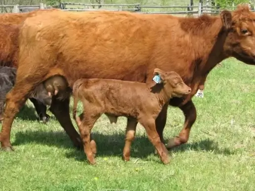 calf and cow