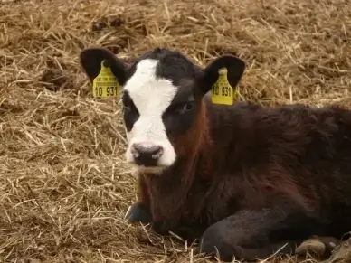 calf cow animal