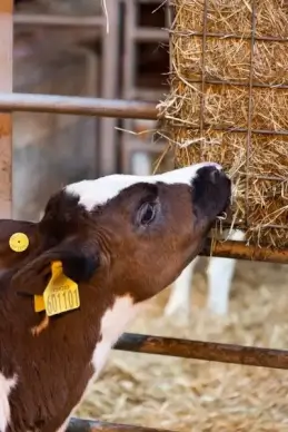 calf eating hay