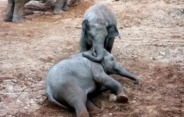 calfs elephant fun