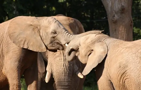 calfs elephants group