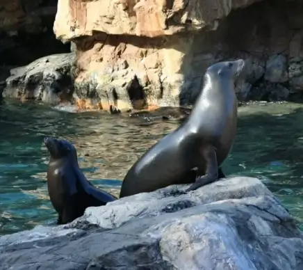 california sealions seals water mammals