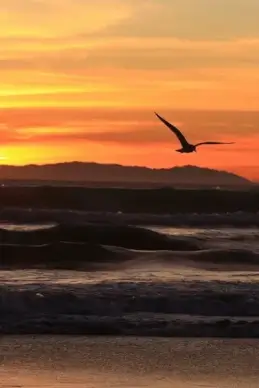 california sunset on new year039s eve