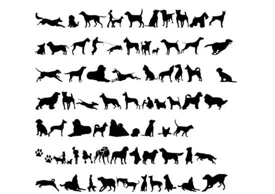 Can Dog TFB