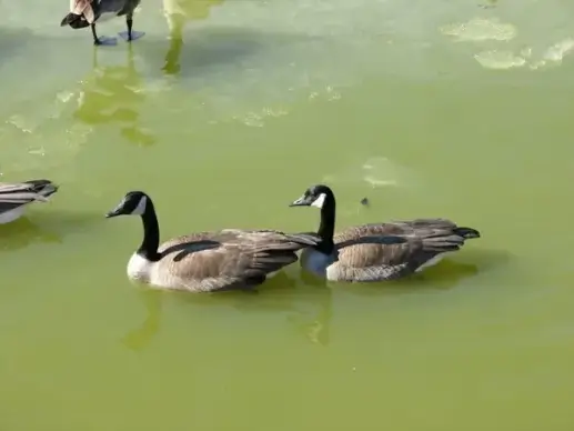 canada geese couple