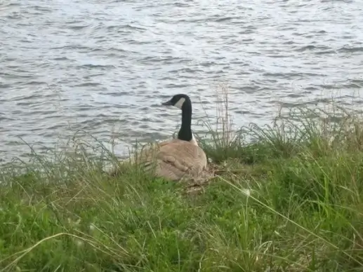 canadian geese