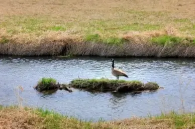 canadian goose in the stream on the military ridge state trail