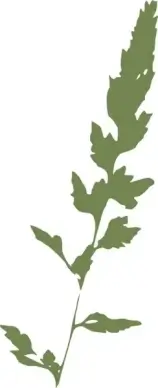 Canary Grass clip art