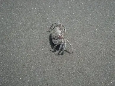 cancer beach pet armor