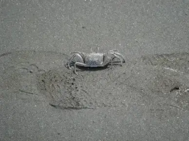 cancer beach pet armor