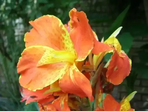 canna lily