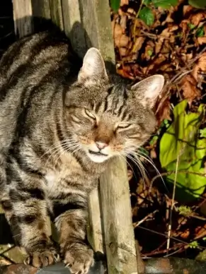 cat