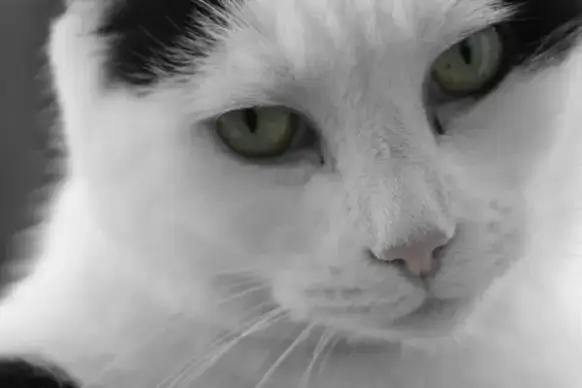 cat