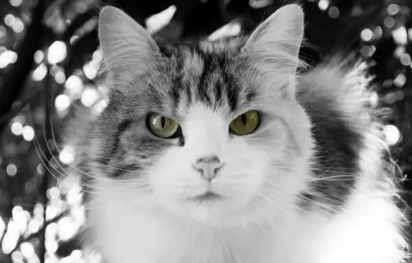 cat