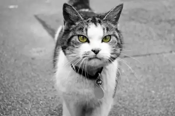 cat