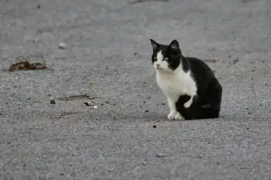cat