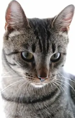 cat animal portrait