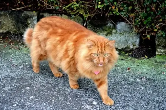 cat background