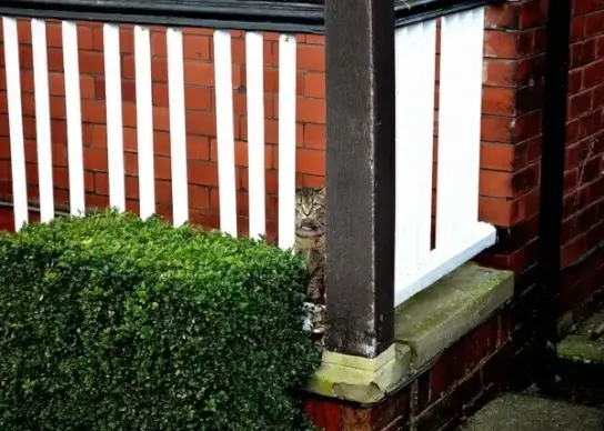 cat behind the fence