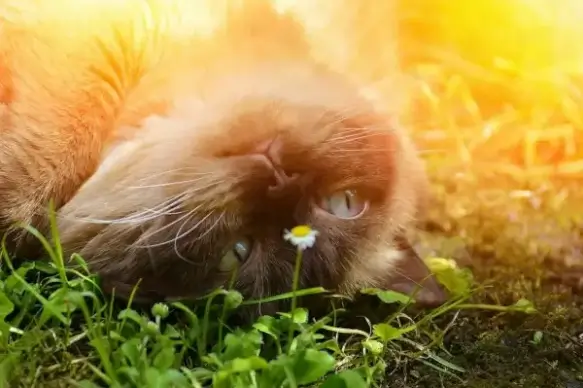 beautiful grey cat resting under sunlight