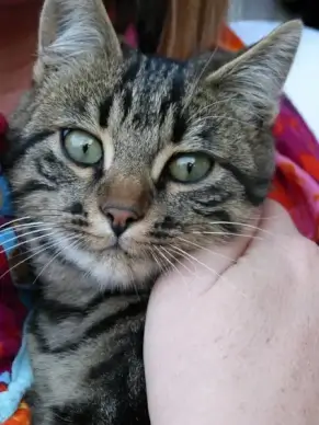 cat cat face cat's eyes
