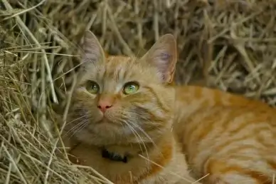 cat cat face cat's eyes