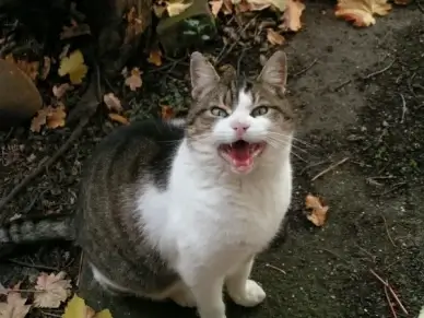 cat cat face pets