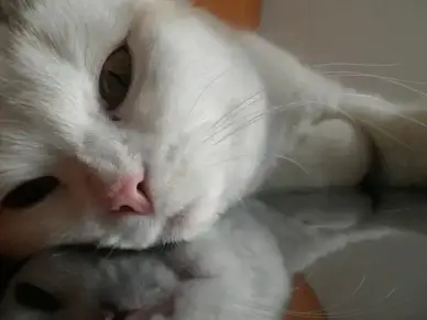 cat cat face pets