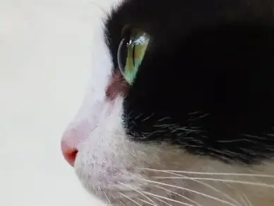 cat cat's eyes cat face