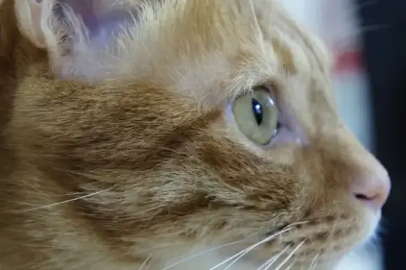 cat 動 cuteness