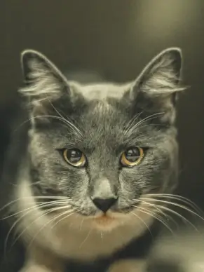 cat face picture cute closeup