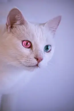 cat face picture cute face closeup 
